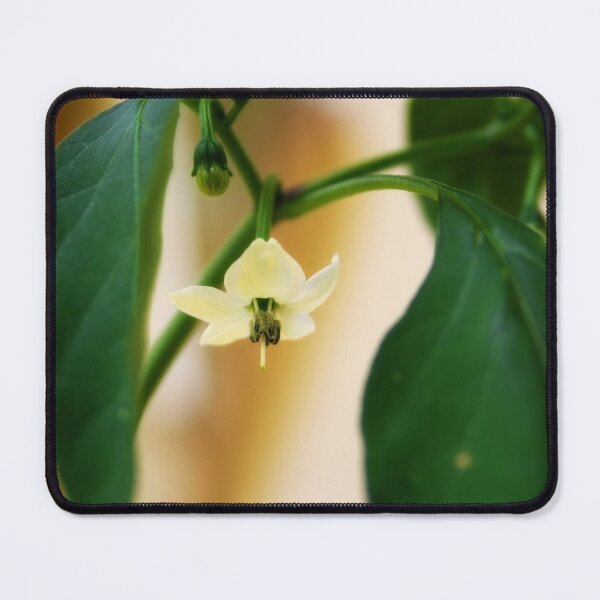 Item preview, Small white flower designed and sold by Lee's Place.