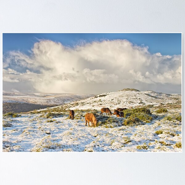 Item preview, Dartmoor ponies in the snow on Sherberton Common designed and sold by Phil Hemsley.