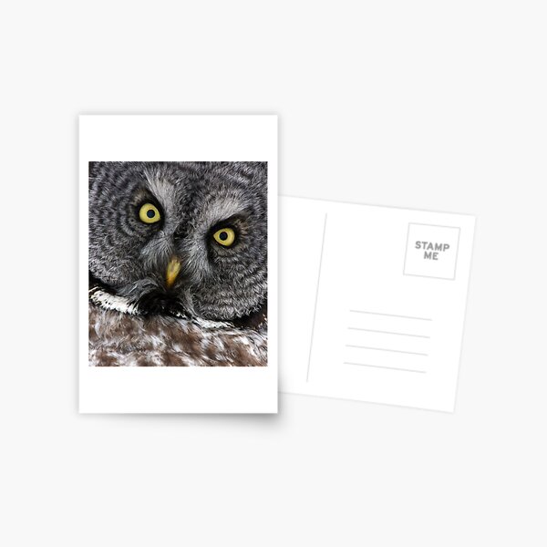 Great Grey Gaze, Transfixing Postcard