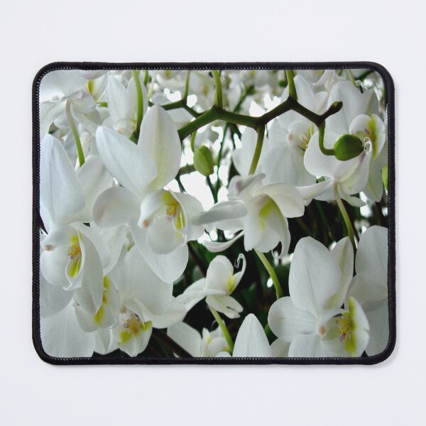 Item preview, White Orchids Blooming photographic print designed and sold by CraveArt.