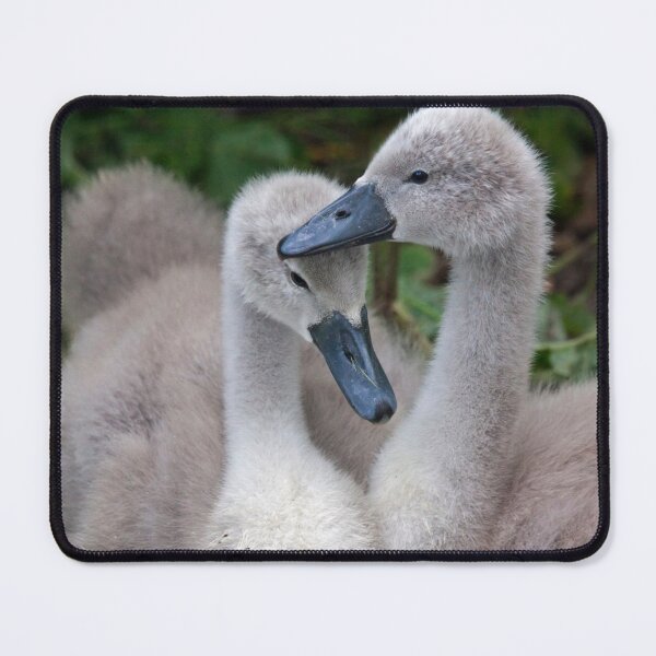 Item preview, Cygnet Siblings designed and sold by Krys Bailey.