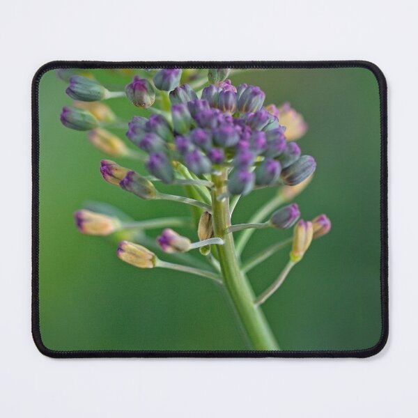 Item preview, Macros (73) designed and sold by Wolf Sverak Photography.