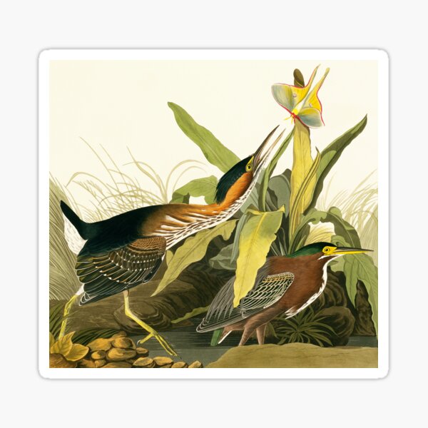 Item preview, Green heron, artwork (C011/2766) designed and sold by SciencePhoto.