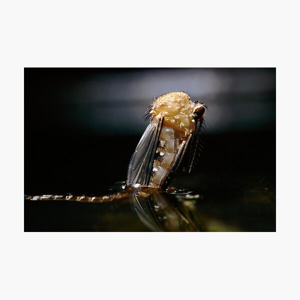 Item preview, Mosquito metamorphosis (Z341/0090) designed and sold by SciencePhoto.