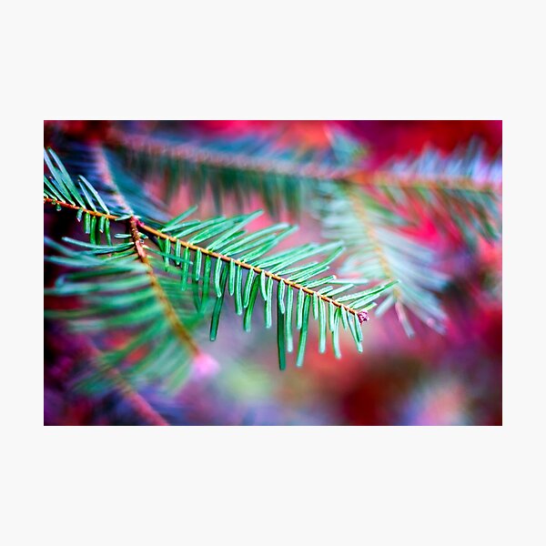 Red In Pine Photographic Print