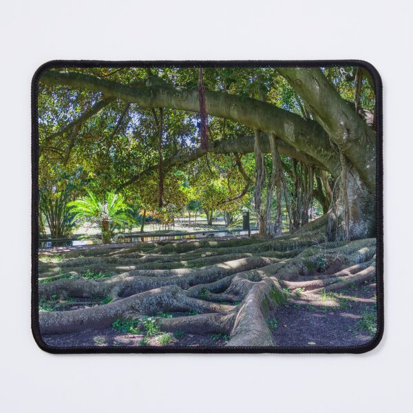 Item preview, Lisbon Elder Tree Expanse designed and sold by Joy Goldman.