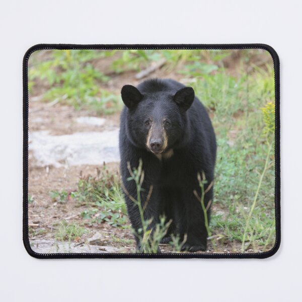 Item preview, Female Black Bear designed and sold by mlorenz.