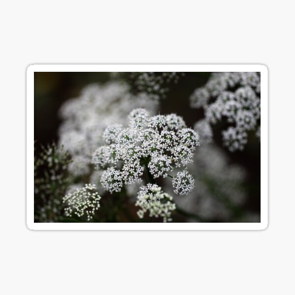 Floral Lace Sticker