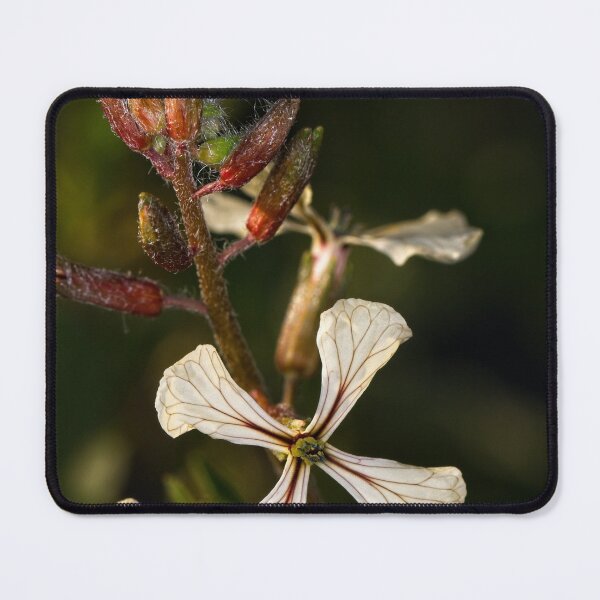 Item preview, Macros (62) designed and sold by Wolf Sverak Photography.