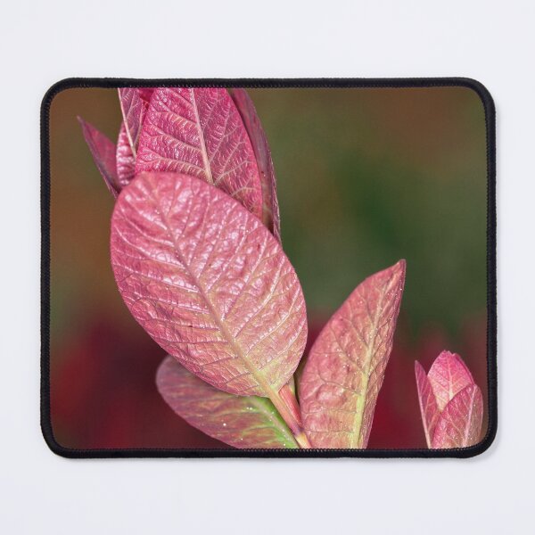 Item preview, Macros (60) designed and sold by Wolf Sverak Photography.