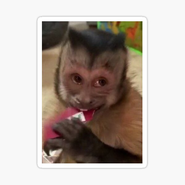 duvet monkey listening to music｜TikTok Search