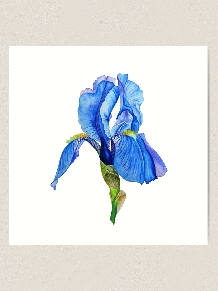 Original Blue Iris Drawing in Colored Pencil , Flower Portrait