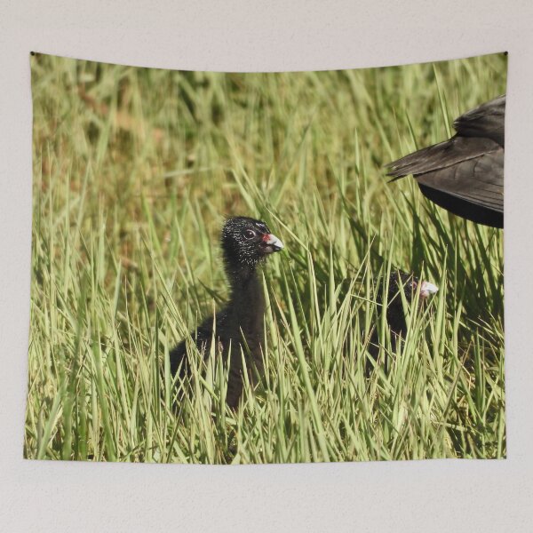 Item preview, Starting life a young swamp hen :) designed and sold by Mark Grimsley.
