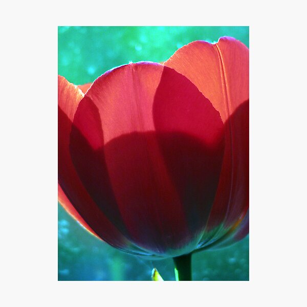 Artikelvorschau, Tulip entworfen und verkauft von Laura Jean Taft.