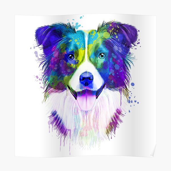 Border Collie Watercolor, Border Collie Painting, Border Collie Portrait, Border Collie art, Border Collie illustration Poster