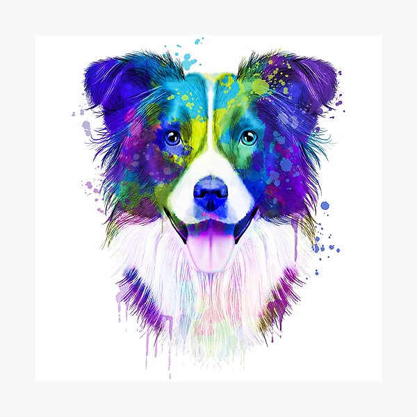 BORDER COLLIE SHEPHERD /& SHEEP LOVELY LITTLE DOG PRINT READY MOUNTED