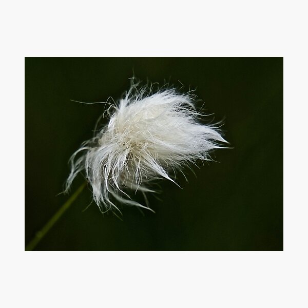 Veenpluis - Eriophorum Angustifolium Photographic Print