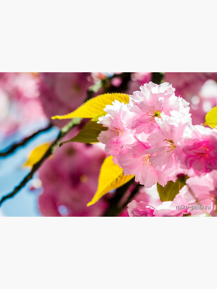 Sakura flower blossom in springtime by mike-pellinni