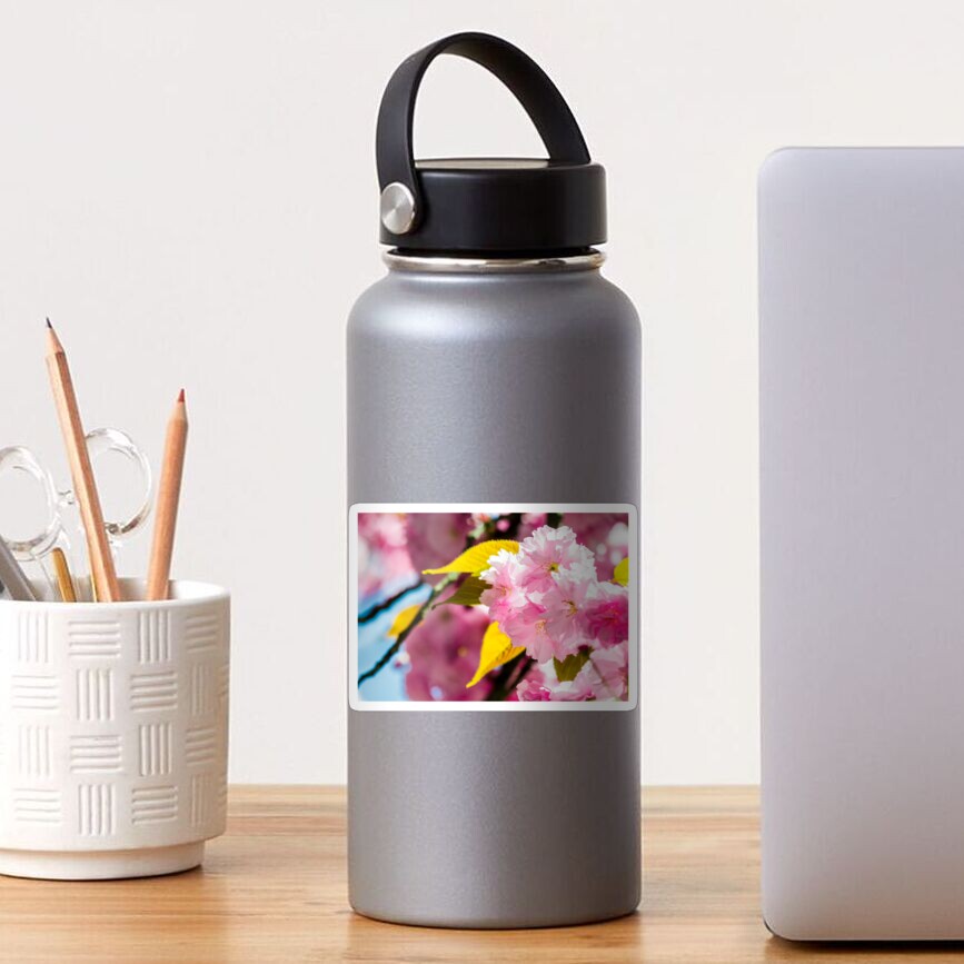 Sakura flower blossom in springtime Sticker