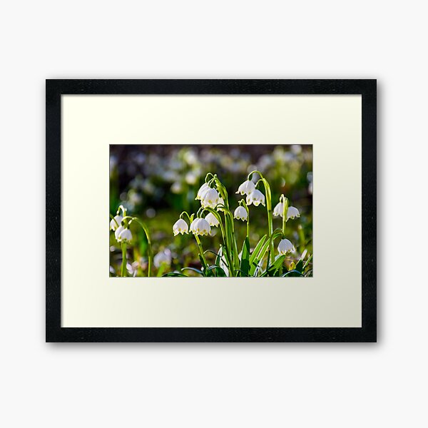 Beautiful blooming of White spring Snowflake Framed Art Print
