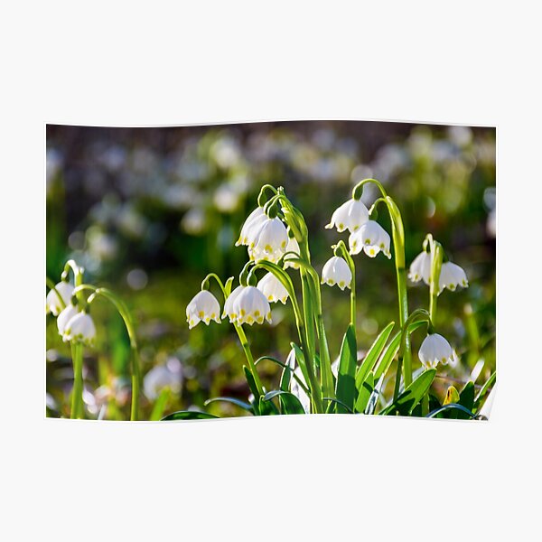 Beautiful blooming of White spring Snowflake Poster