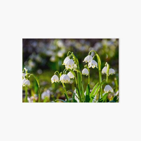 Beautiful blooming of White spring Snowflake Art Board Print
