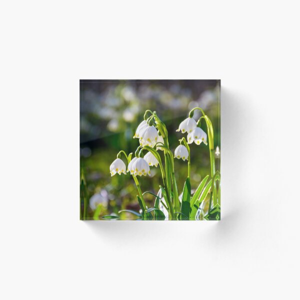 Beautiful blooming of White spring Snowflake Acrylic Block