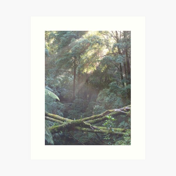 Item preview, old growth trees Nelson Falls Tasmania designed and sold by Tom McDonnell.