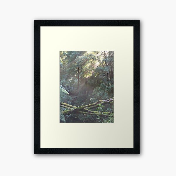 Item preview, old growth trees Nelson Falls Tasmania designed and sold by Tom McDonnell.