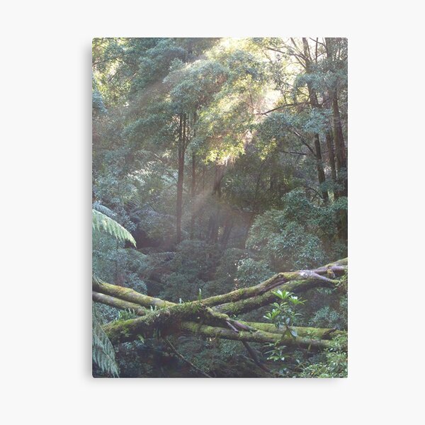 Item preview, old growth trees Nelson Falls Tasmania designed and sold by Tom McDonnell.