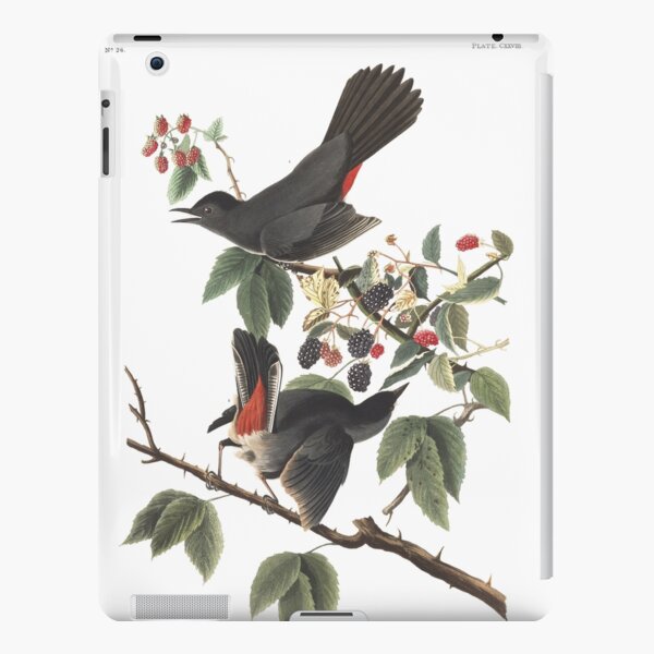 Gray Catbird - Audubon Birds of America, Dumetella carolinensis iPad Snap Case