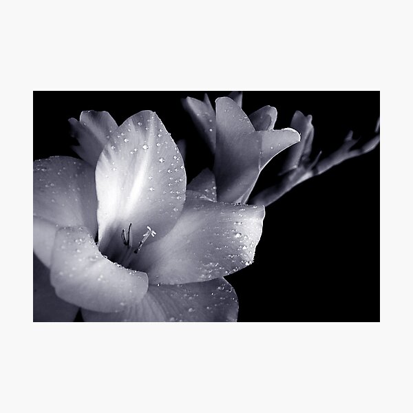Putting on the Ritz Photographic Print