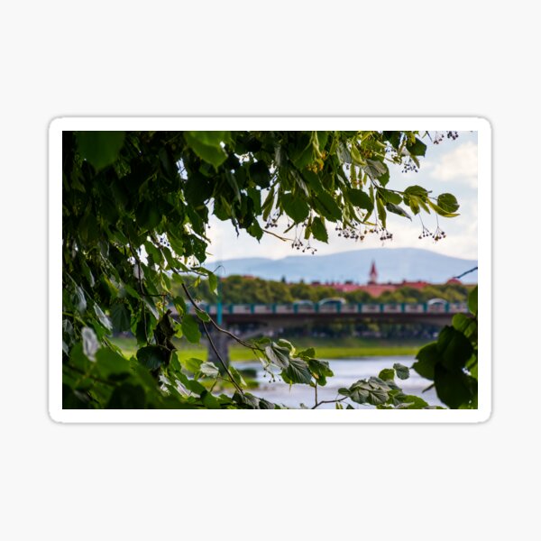longest european linden alley in Uzhgorod Sticker