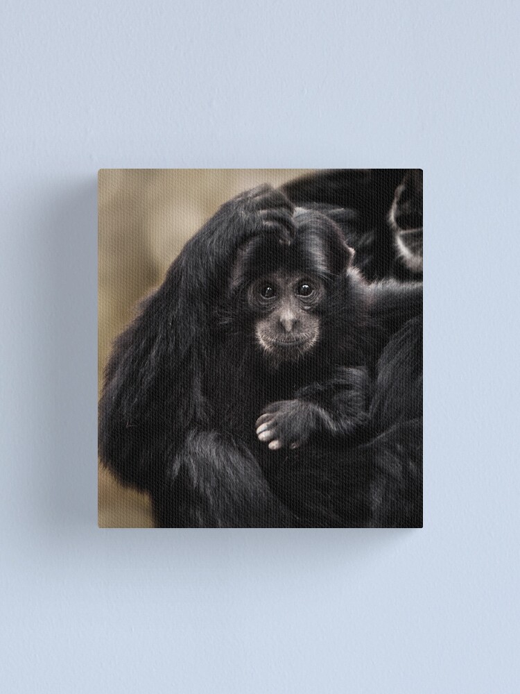 Alternate view of Siamang Canvas Print