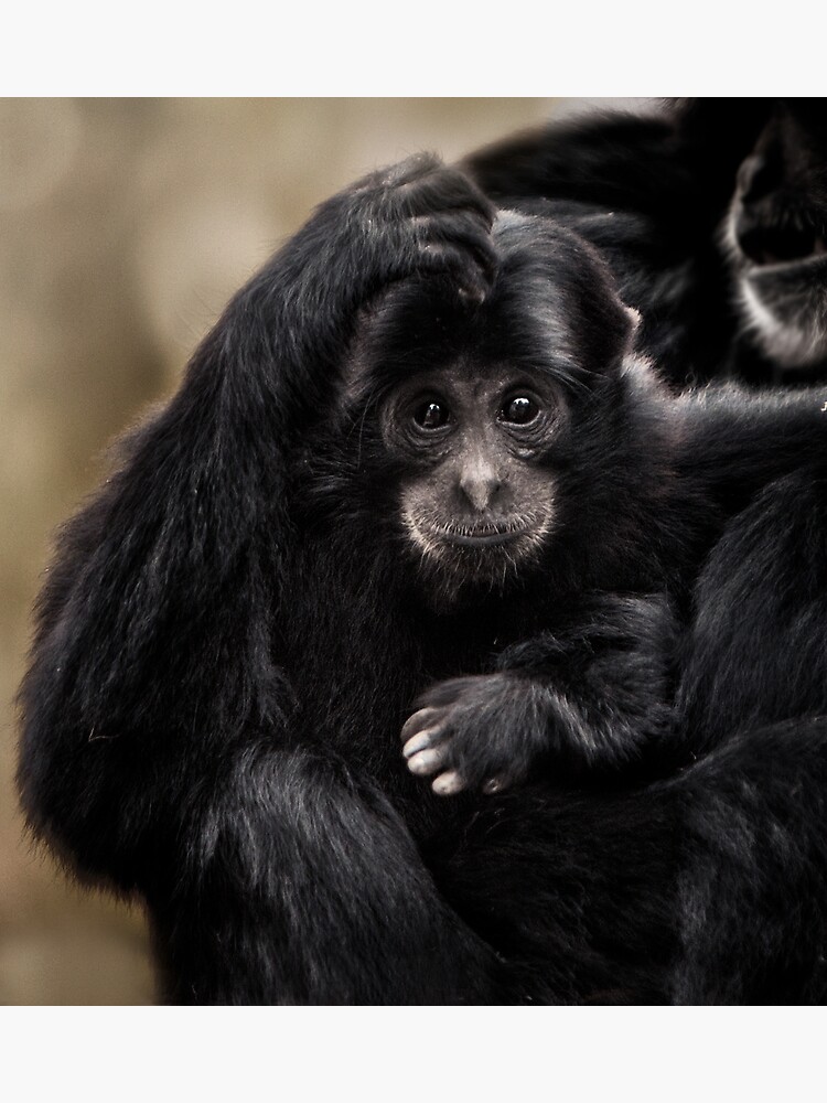 Siamang by Durberville