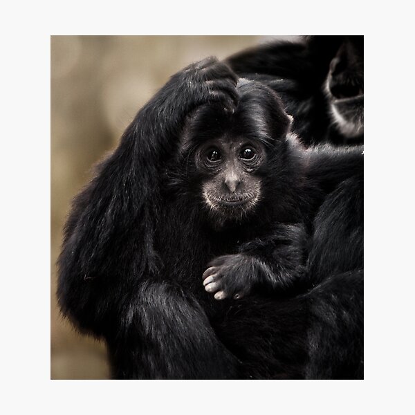 Siamang Photographic Print