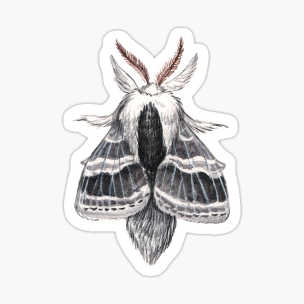Large Tolype Moth (Tolype velleda) Sticker