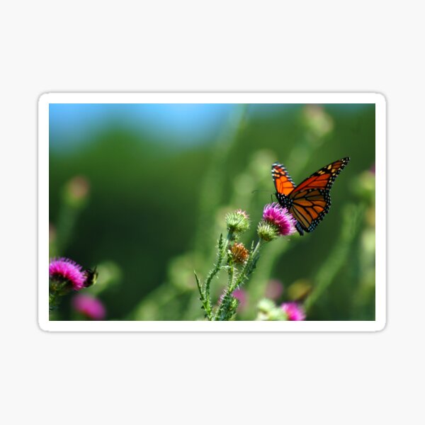 Beautiful Butterfly Sticker