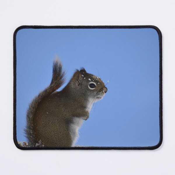 Item preview, A red squirrel at the feeder designed and sold by Claude Laprise.