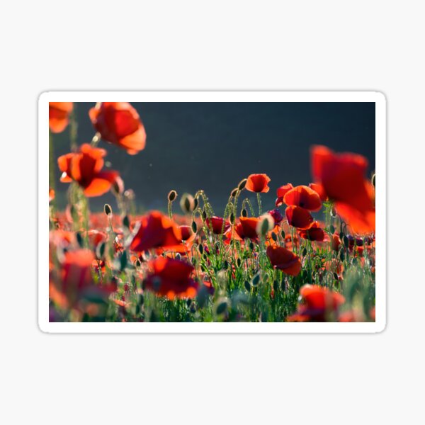 poppy flowers field at sunset Sticker