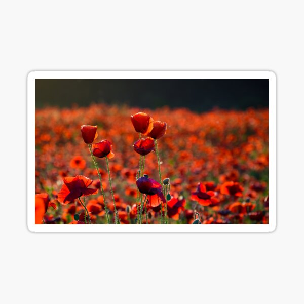 vivid red poppy field at sunset Sticker