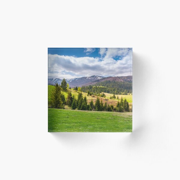 spruce trees on grassy slopes in mountainous area Acrylic Block
