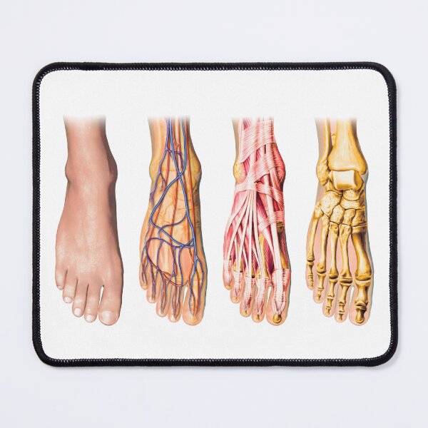 Item preview, Foot Anatomy Chart designed and sold by Hoorahville.