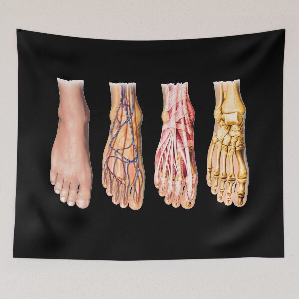 Item preview, Foot Anatomy Chart designed and sold by Hoorahville.