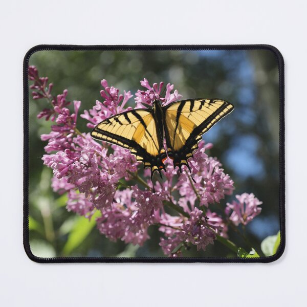 Item preview, Butterfly, Tiger Swallowtail designed and sold by picturedlcphoto.