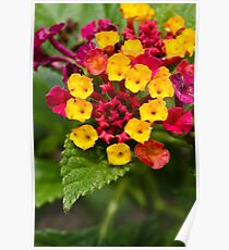 Red and Yellow Tiny Flowers Poster