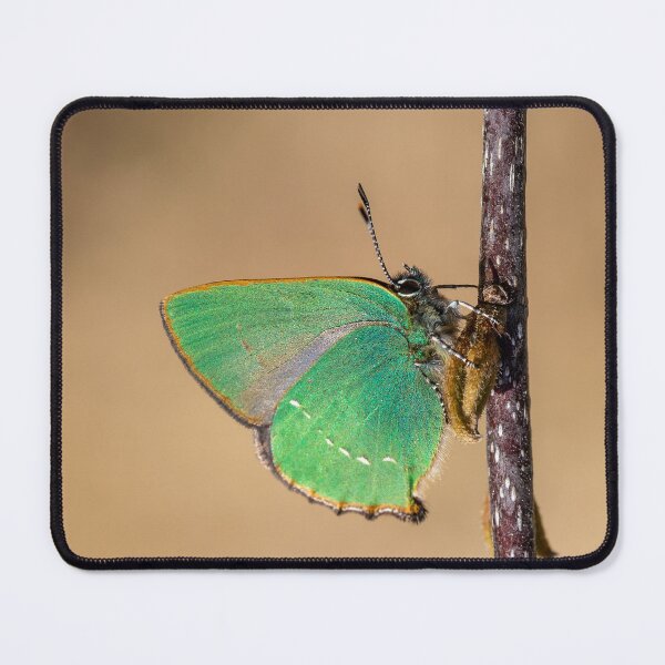 Item preview, Green hairstreak designed and sold by Eyes on Butterflies.