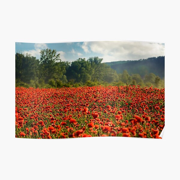poppy field in summer evening Poster