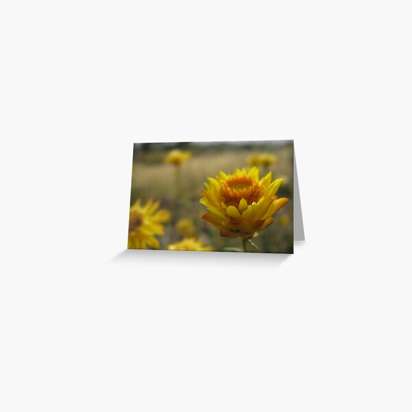 paper daisy Greeting Card