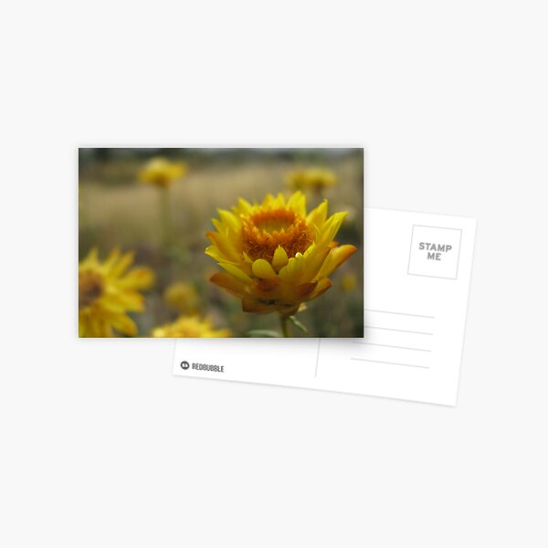 paper daisy Postcard